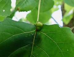 Pemphigus populicaulis