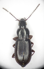Pterostichus strenuus