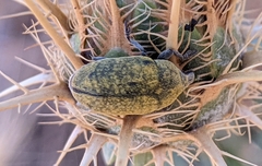 Larinus
