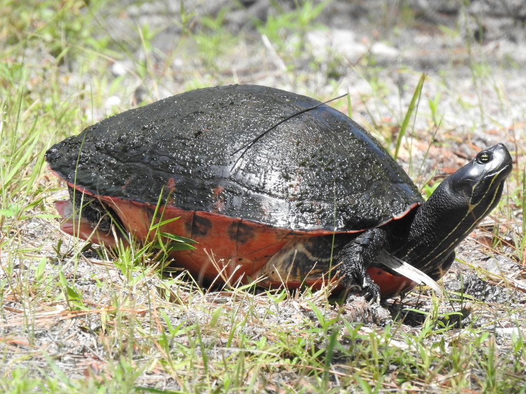 Florida Red-bellied Cooter (Pseudemys nelsoni)