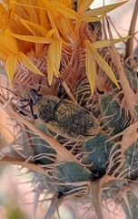 Larinus