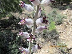 Caulanthus crassicaulis