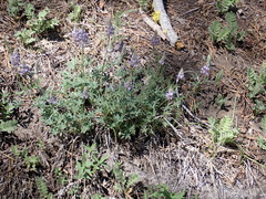 Lupinus lepidus sellulus
