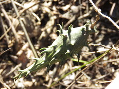 Dictyanthus
