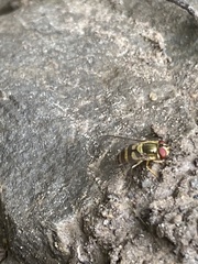 Syrphus ribesii