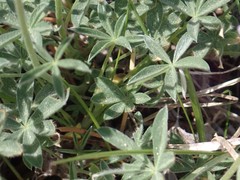 Lupinus lepidus sellulus