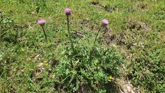 Carduus defloratus carlinifolius