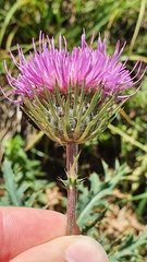 Carduus defloratus carlinifolius