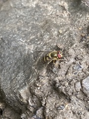 Syrphus ribesii
