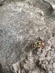 Syrphus ribesii
