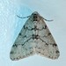 Small Phigalia Moth - Photo (c) Beth Duncan, some rights reserved (CC BY-NC), uploaded by Beth Duncan