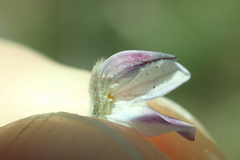 Lupinus lepidus sellulus