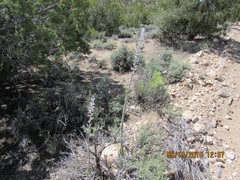 Caulanthus crassicaulis