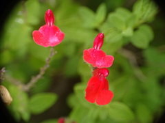 Salvia microphylla