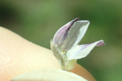 Lupinus lepidus sellulus