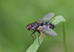 Thelaira nigripes