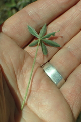 Lupinus lepidus sellulus