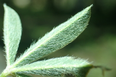 Lupinus lepidus sellulus