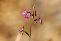 Clarkia virgata