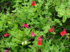 Salvia microphylla
