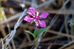 Clarkia virgata
