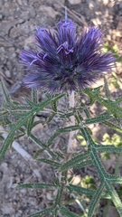 Echinops strigosus