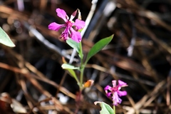 Clarkia virgata