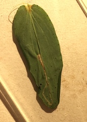 Caloptilia hypericella