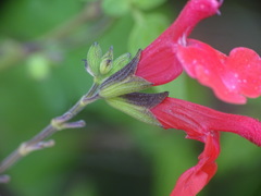 Salvia microphylla