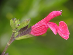Salvia microphylla