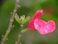 Salvia microphylla