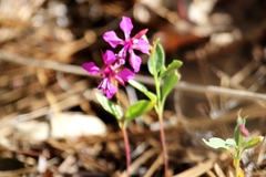 Clarkia virgata