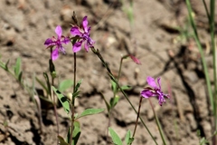 Clarkia virgata