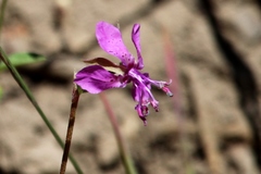 Clarkia virgata