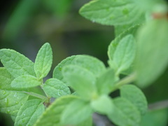 Salvia microphylla