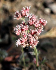 Horkelia tridentata