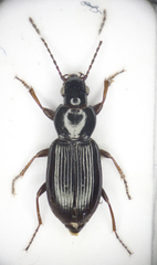Pterostichus strenuus