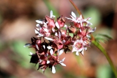 Horkelia tridentata