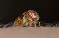 Cyrtolobus vau