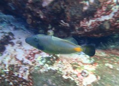 Meuschenia flavolineata