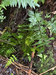 Asplenium lobulatum