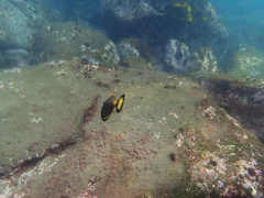 Meuschenia flavolineata