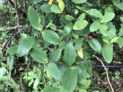 Wikstroemia taiwanensis