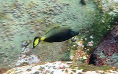 Meuschenia flavolineata