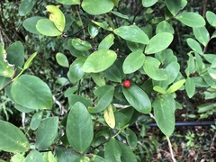 Wikstroemia taiwanensis