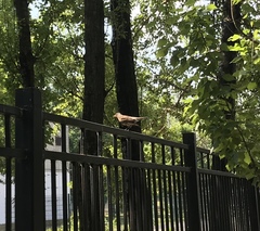 Turdus pilaris
