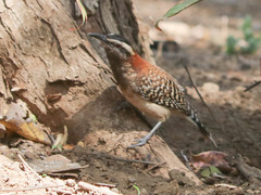 Campylorhynchus rufinucha