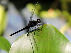 Erythemis attala