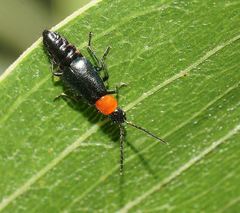 Carphurus cyanopterus