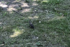 Turdus pilaris